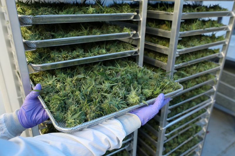 &copy; Reuters. FILE PHOTO - An employee displays cannabis buds in a posed photo at Hexo Corp's facilities in Gatineau, Quebec, Canada, September 26, 2018. REUTERS/Chris Wattie