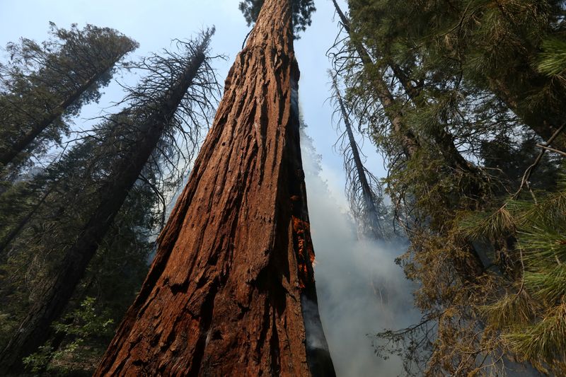 &copy; Reuters. FILE PHOTO: The Windy Fire burns amid Sequoias in Sequoia National Forest near California Hot Springs, California, U.S., September 21, 2021. REUTERS/David Swanson