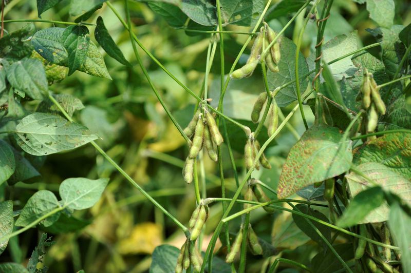 &copy; Reuters. FILE PHOTO: Soybean plants around 45-days before harvest are seen on a farm near Norborne, Missouri, U.S., August 28, 2018. REUTERS/Dave Kaup/File Photo