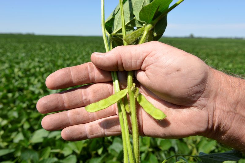 © Reuters. Agricultor mostra qualidade da soja em Dakota do Norte, EUA. 
08/08/2019   
REUTERS/Dan Koeck