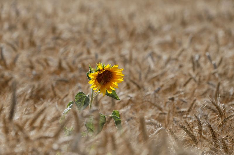 © Reuters. Girassol em campo de trigo perto de Zhovtneve, na Ucrânia. 
14/07/2016  
REUTERS/Valentyn Ogirenko