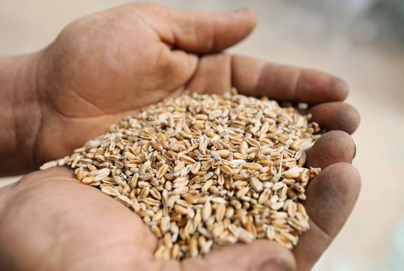 Egypt working to import wheat from regions other than Russia and Ukraine