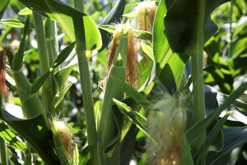 &copy; Reuters. FILE PHOTO: Corn grows in a field near the Ruff Brothers Grain elevator in Leonore, Illinois, U.S., July 6, 2018.  REUTERS/Daniel Acker