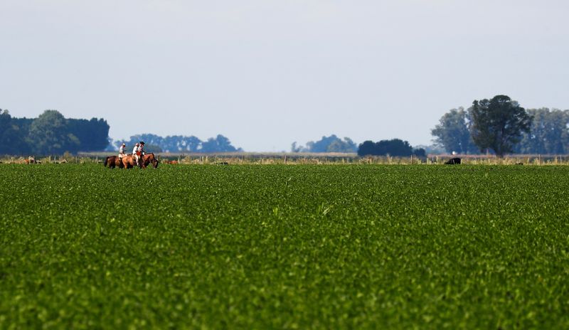 &copy; Reuters. People on horses ride past a soy plantation affected by a long drought that finally ended this month by the arrival of rain, is pictured in a farm in 25 de Mayo, in the outskirts of Buenos Aires, Argentina January 24, 2022. REUTERS/Agustin Marcarian