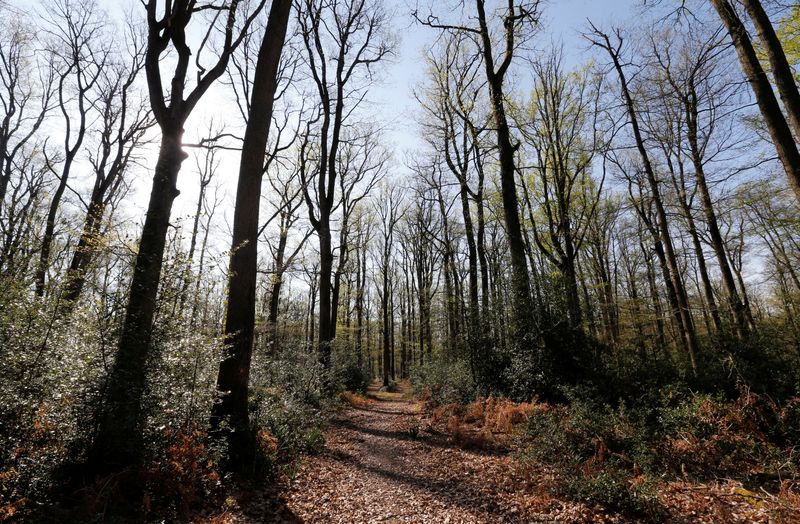 &copy; Reuters. FILE PHOTO - Oak trees are pictured in Chateauroux forest near Ardentes, central France, days after a massive fire devastated the roof's wooden beam structure of the gothic Paris' Notre-Dame Cathedral, April 19, 2019. REUTERS/Regis Duvignau