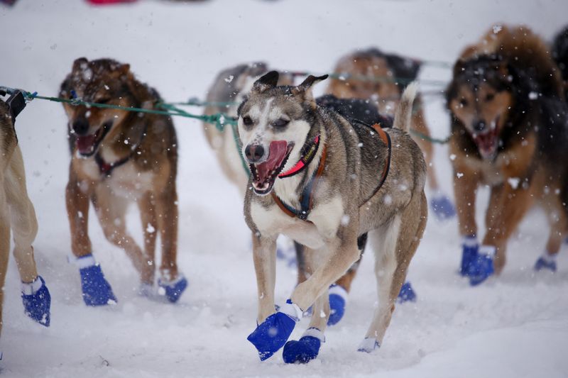 © Reuters. Riley Dyche?s dog team during the ceremonial start of the 50th Iditarod Trail Sled Dog Race in Anchorage, Alaska, U.S. March 5, 2022.  REUTERS/Kerry Tasker