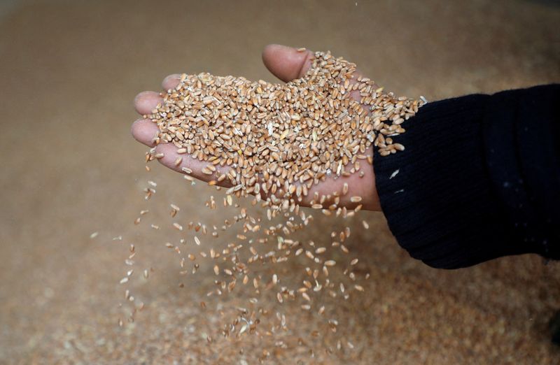 &copy; Reuters. FILE PHOTO: A worker displays grains of wheat at a mill in Beirut, Lebanon, March 1, 2022. REUTERS/Mohamed Azakir/File Photo