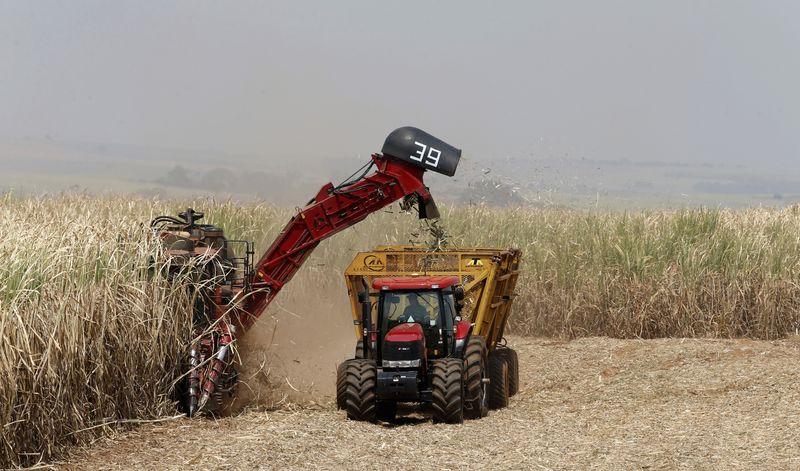 &copy; Reuters. Imagen de archivo de la cosecha de caña de azúcar en una plantación del procesador brasileño de caña Da Mata en Valparaiso, 570 kilómetros al noroeste de Sao Paulo, Brasil. 18 de septiembre, 2014. REUTERS/Paulo Whitaker/Archivo