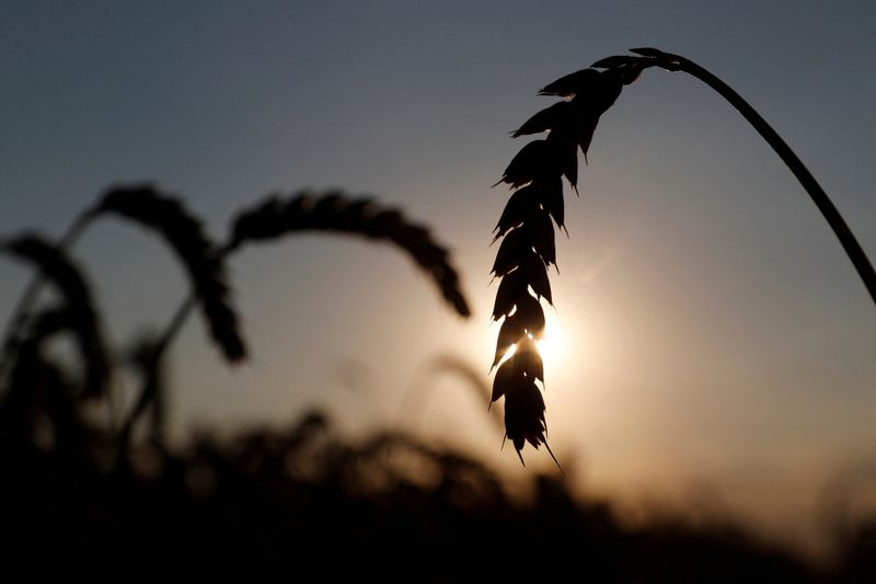 &copy; Reuters. FILE PHOTO: Ears of wheat are seen in a field near the village of Hrebeni in Kyiv region, Ukraine July 17, 2020. REUTERS/Valentyn Ogirenko/File Photo