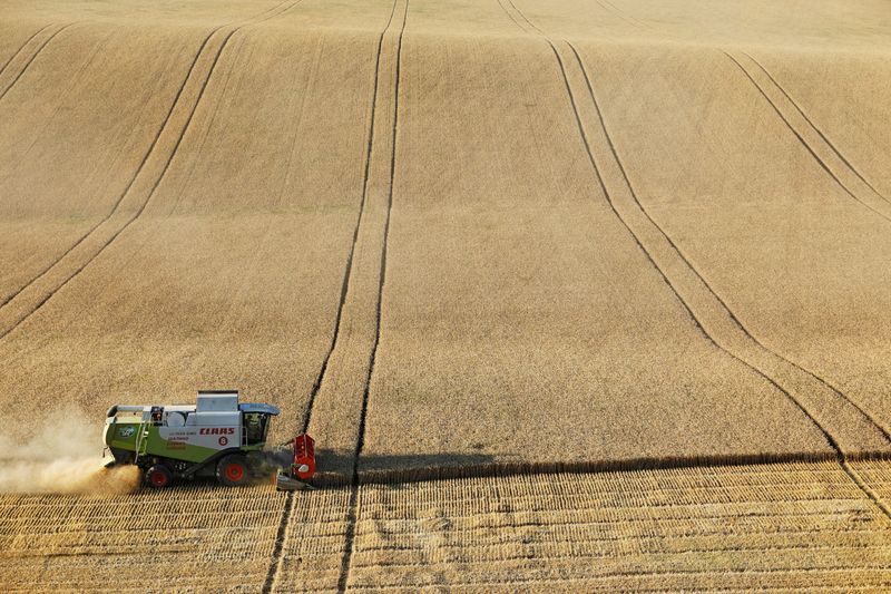 &copy; Reuters. FILE PHOTO: A combine harvests wheat in a field near the village of Suvorovskaya in Stavropol Region, Russia July 17, 2021. REUTERS/Eduard Korniyenko