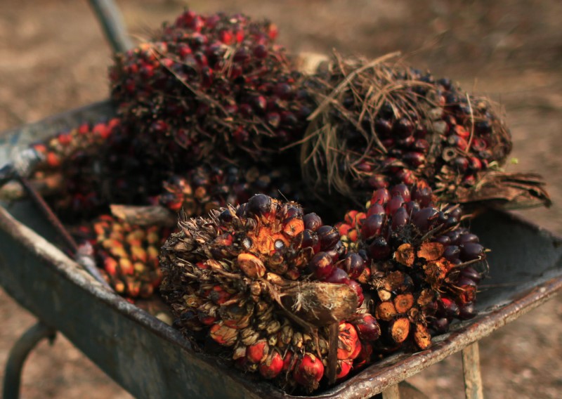 &copy; Reuters. Frutos de óleo de palma em uma fazenda de óleo de palma em Klang, nos arredores de Kuala Lumpur
REUTERS/Samsul Said
19/02/2014