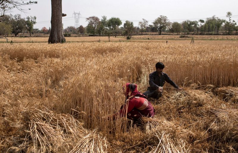 &copy; Reuters. Trabalhadores colhem trigo na Índia
8/04/2020
REUTERS/Danish Siddiqui