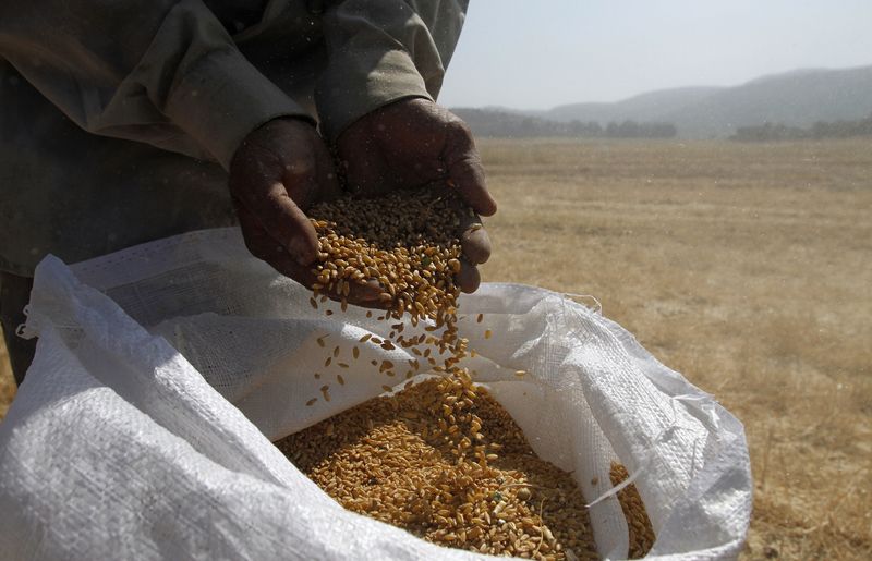 &copy; Reuters. A Palestinian holds wheat grain during harvest in the West Bank village of Luban al-Gharbiya near Nablus June 27, 2012. REUTERS/Mohamad Torokman (WEST BANK - Tags: FOOD SOCIETY)