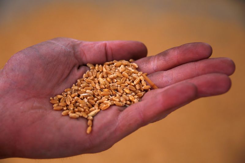 © Reuters. FILE PHOTO: Worker Damien Smith holds wheat grains as he assists with loading a train at the town of Mallala, located north of Adelaide, South Australia, August 20, 2018. REUTERS/David Gray