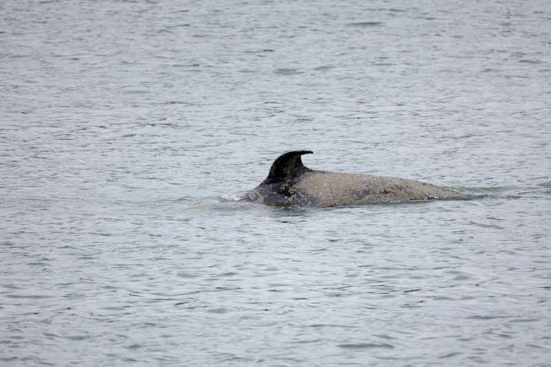 &copy; Reuters. L'orque bloquée dans la Seine depuis plusieurs semaines a été retrouvée morte lundi, a déclaré l'association Sea Shepherd, après l'échec d'un plan visant à la ramener vers la mer et la conclusion des scientifiques disant que la santé de l'animal