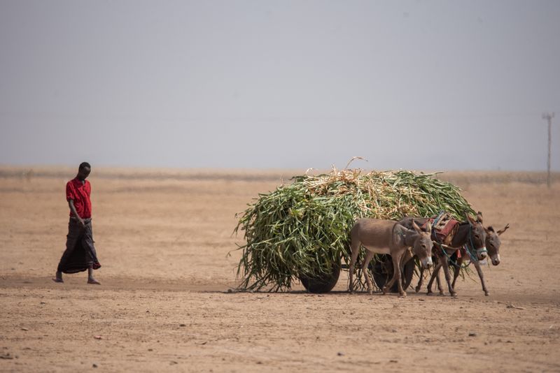 &copy; Reuters. رجل يستخدم عربة يجرها حمار لنقل علف الحيوانات إلى المناطق المتضررة من الجفاف في المنطقة الصومالية في إثيوبيا في صورة غير مؤرخة. صورة لرويتر