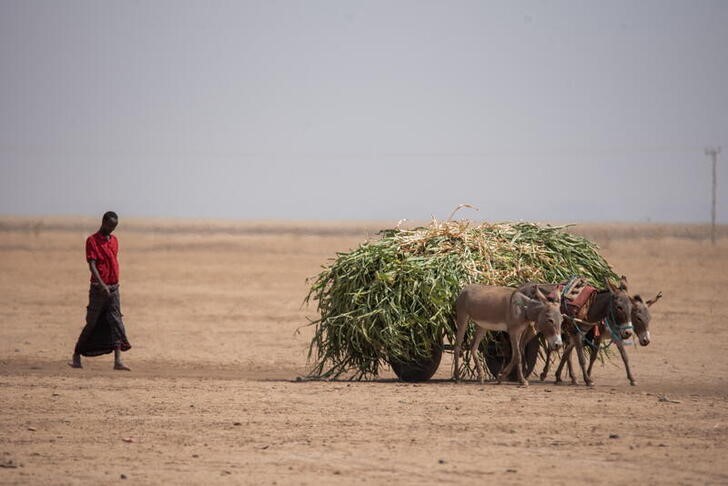 &copy; Reuters. Homem usa carroça puxada por um burro para transformar alimento animal na Etiópia
Programa Mundial de Alimentos/Divulgação via REUTERS