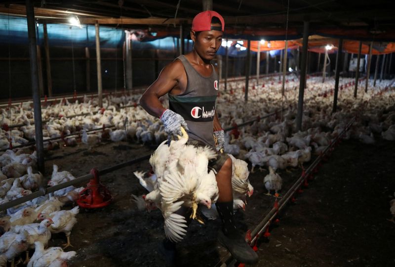 &copy; Reuters. FILE PHOTO: A worker carries chickens at a poultry farm in Sepang, Selangor, May 27, 2022. REUTERS/Hasnoor Hussain
