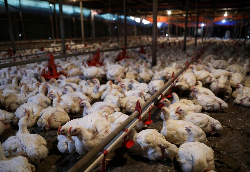 &copy; Reuters. 　６月１日、マレーシアが１日から鶏肉輸出を全面的に停止するのを受け、同国に輸入の多くを頼るシンガポールでは国民的料理「チキンライス」に打撃が及びそうだ。写真はマレーシアの