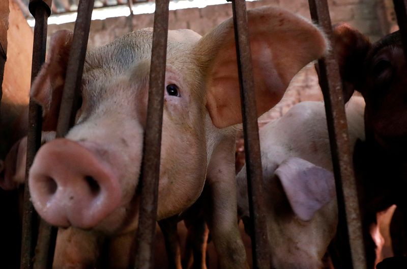 Vietnam develops 'world's first' African swine fever vaccine for commercial use
