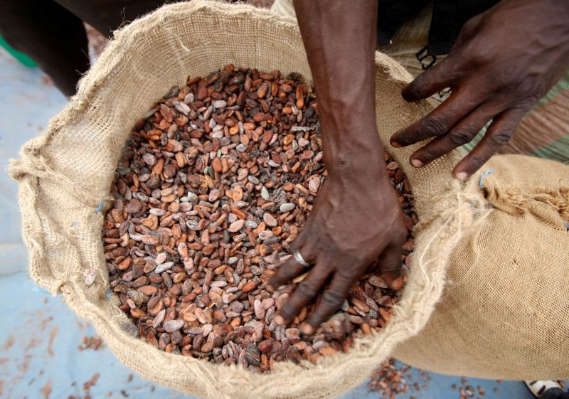 &copy; Reuters. Imagen de archivo un hombre preparando granos de cacao para su venta en Daloa, que produce una cuarta parte del cacao de Costa de Marfil. REUTERS/Thierry Gouegnon/Archivo