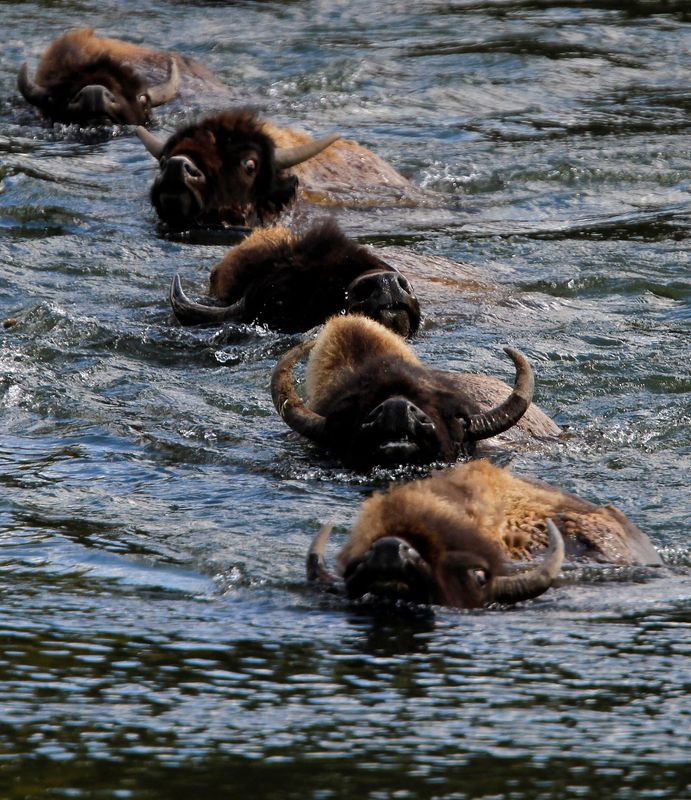 © Reuters. A herd of bison swim across the Yellowstone River in Yellowstone National Park, Wyoming, June 21, 2011. On average over 3,000 bison live in the park.REUTERS/Jim Urquhart 