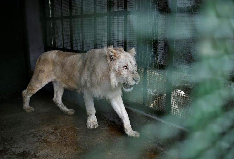 &copy; Reuters. Un león blanco sudafricano camina en una jaula durante su cuarentena después de que lo trajeron desde la República Checa junto con otros tres leones blancos al zoológico de Caricuao, en Caracas, Venezuela, el 1 de junio de 2022. REUTERS/Gaby Oraa