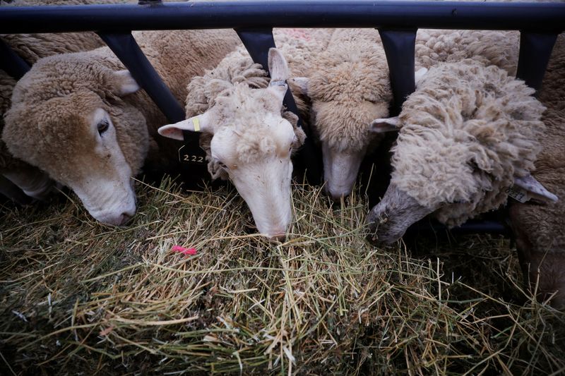 &copy; Reuters. FILE PHOTO: Sheep eat in their enclosure at the Iowa State Fair in Des Moines, Iowa, U.S., August 11, 2019.    REUTERS/Brian Snyder