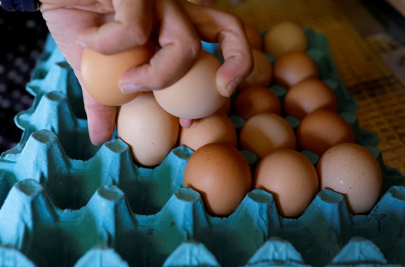 © Reuters. FILE PHOTO: A farmer collects eggs at an organic poultry farm in Corcoue-sur-Logne, France, April 13, 2022. REUTERS/Stephane Mahe