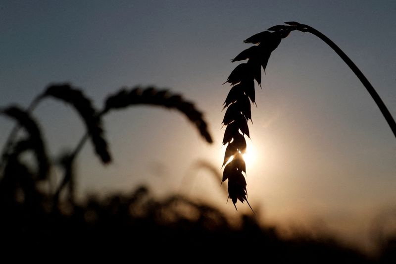 &copy; Reuters.   ６月３日、    国連食糧農業機関（ＦＡＯ）が発表した５月の食料価格指数は、３月の過去最高水準から２カ月連続で低下した。穀物と食肉の価格は上昇した。ウクライナ・キーウ近郊の麦