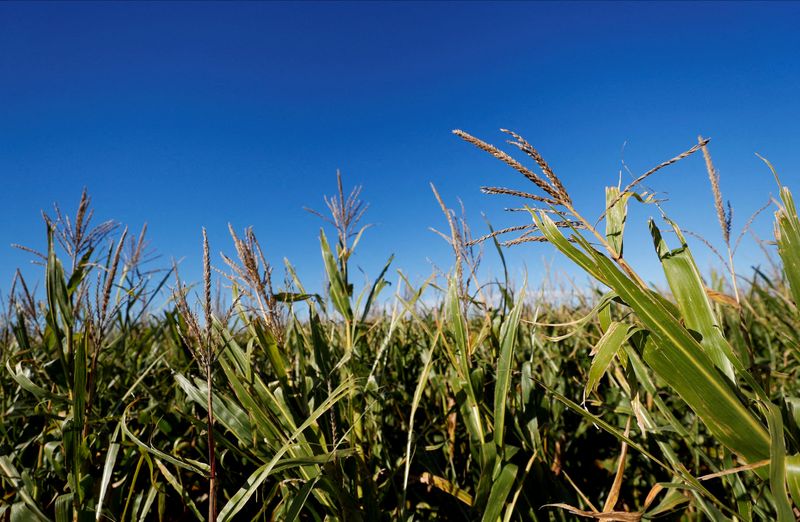 &copy; Reuters. FILE PHOTO: Corn plants are pictured in a farm near Zarate, in the outskirts of Buenos Aires, Argentina April 23, 2022. REUTERS/Agustin Marcarian