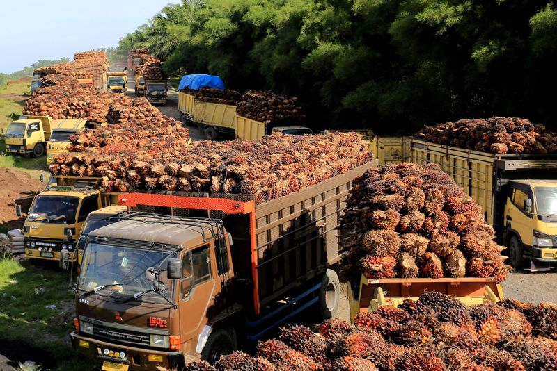 &copy; Reuters. FILE PHOTO: Trucks with palm oil fresh fruit bunches queue for unloading at a factory in West Aceh, Indonesia, May 17, 2022, in this photo taken by Antara Foto.  Antara Foto/Syifa Yulinnas/ via REUTERS