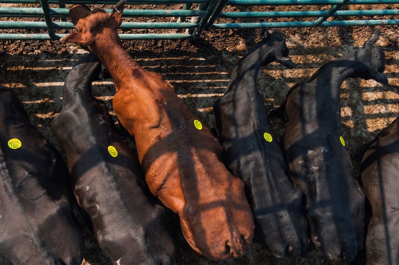 &copy; Reuters. Confinamento de bois
17/08/2017
REUTERS/Andrew Cullen