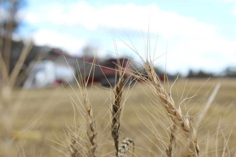 Preços do trigo recuam 1,9% em Chicago após rali; soja e milho sobem