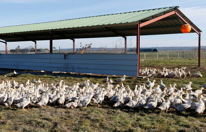 &copy; Reuters. Le ministère français de l'Agriculture a annoncé mercredi l'abaissement du niveau de risque vis-à-vis de la grippe aviaire sur l'ensemble du territoire national, désormais considéré comme "négligeable". /Photo d'archives/REUTERS/Régis Duvignau
