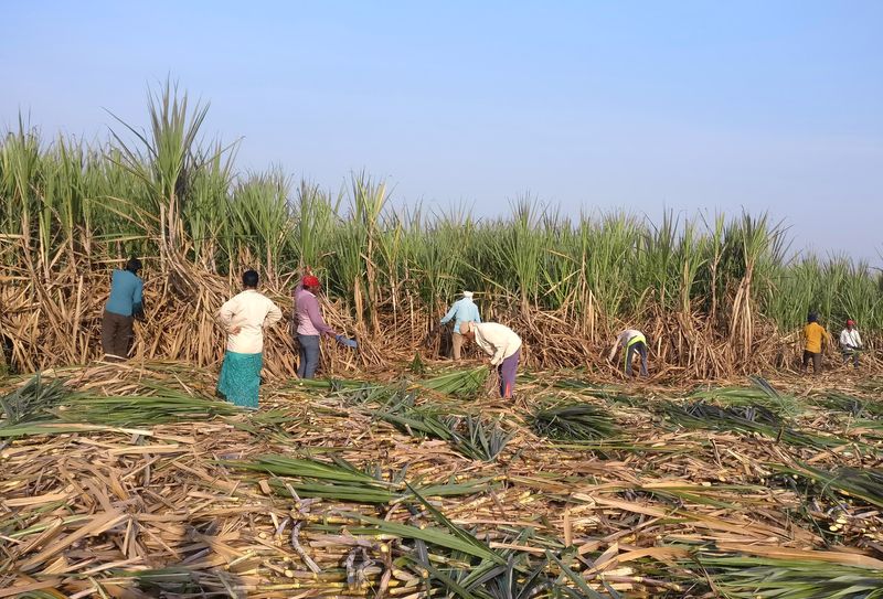 &copy; Reuters. Cultivo de cana-de-açúcar em vilarejo de Gove, Maharashtra, Índia
05/11/2018
REUTERS/Rajendra Jadhav