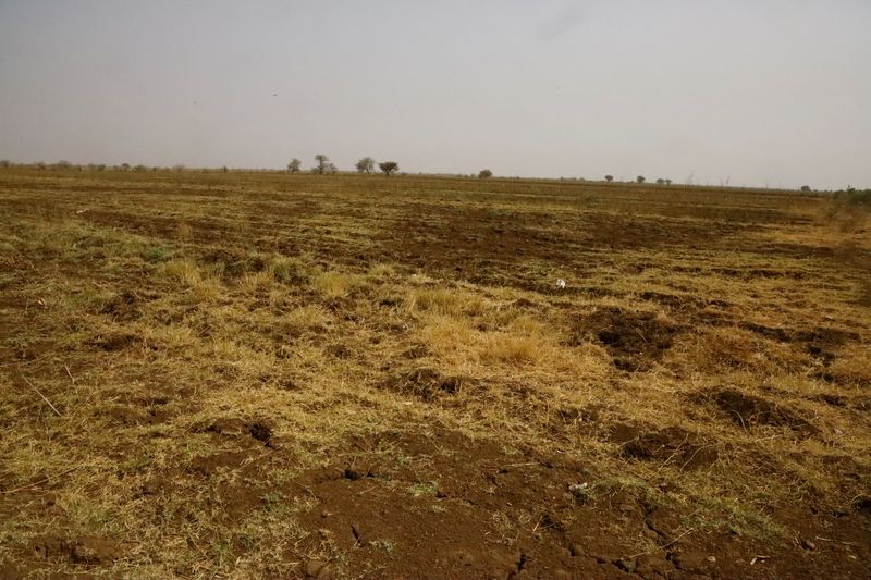 &copy; Reuters. جانب من أرض زراعية في مشروع الجزيرة بالسودان يوم 17 مايو أيار 2022. تصوير: الطيب صديق - رويترز