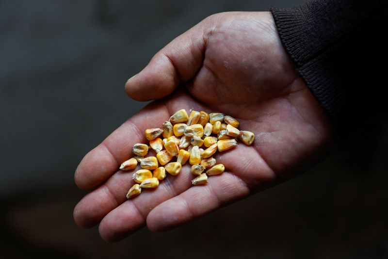 &copy; Reuters. FILE PHOTO: Sergei Yarosh, head of Mlybor (flour mill) enterprise, shows a handful of grains at the facility after it was shelled repeatedly, amid the Russian invasion of Ukraine, in Chernihiv region, Ukraine May 24, 2022. REUTERS/Edgar Su
