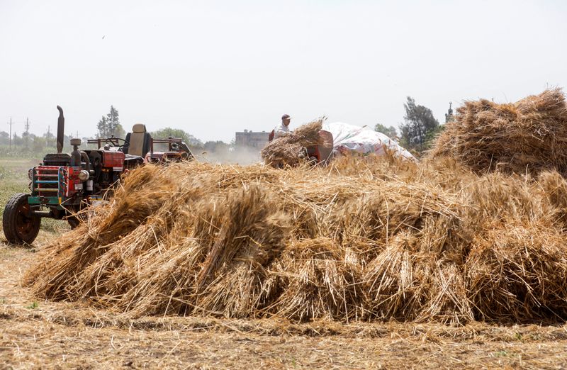 &copy; Reuters. مزارع يحصد محصول القمح بمحافظة القليوبية المصرية في 19 مايو أيار 2022-تصوير محمد عبد الغني-رويترز