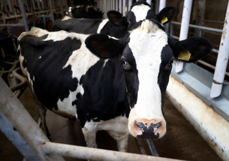 &copy; Reuters. FILE PHOTO: A British Friesian cow waits to be milked at Pikehall Farm near Matlock, Britain, January 28, 2021. REUTERS/Phil Noble