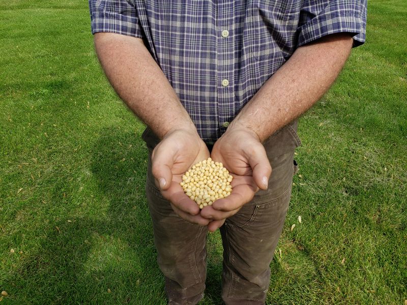 &copy; Reuters. Imagen de archivo del agricultor Dave Walton sosteniendo granos de soja en Wilton, Iowa, Estados Unidos. 22 de mayo, 2019. REUTERS/Kia Johnson/Archivo