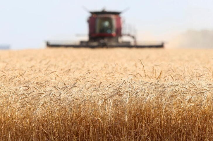 &copy; Reuters. IMAGEN DE ARCHIVO. Trigo de primavera es cosechado en una granja cerca de Beausejour, Manitoba, Canadá