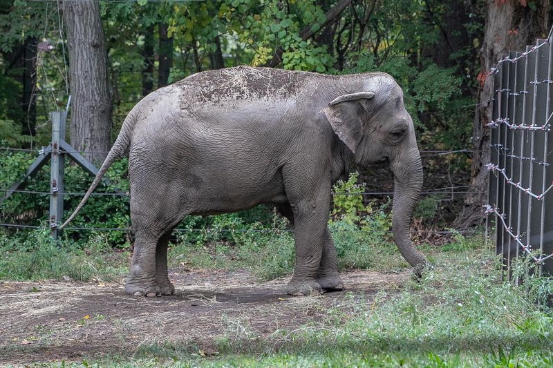&copy; Reuters. صورة غير مؤرخة لأنثى الفيل هابي في حديقة حيوان برونكس في نيويورك. صورة لرويترز من جيجي جلينديننج يحظر إعادة بيعها أو وضعها في أرشيف. 