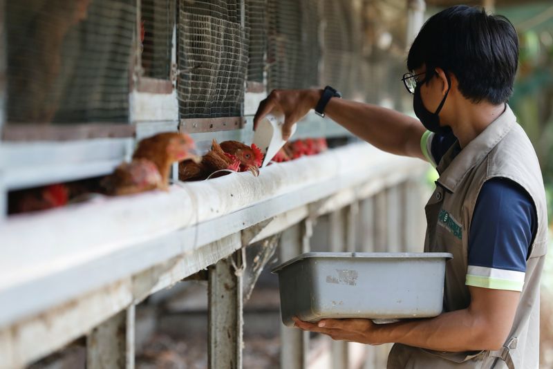 &copy; Reuters. FILE PHOTO: A worker feeds chickens with maggots at a Biomagg office in Depok, on the outskirts of Jakarta, Indonesia, November 23, 2021. REUTERS/Ajeng Dinar Ulfiana