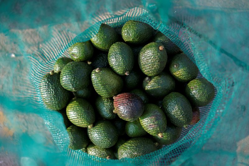 &copy; Reuters. Freshly harvested avocados are pictured in a sack at a market in Tenancingo de Degollado, Mexico April 24, 2022. Picture taken April 24, 2022. REUTERS/Luis Cortes