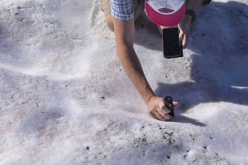 &copy; Reuters. Eric Marechal, investigador del Laboratorio de Fisiología Celular y Vegetal del CEA y coordinador del consorcio ALPALGA, toma una fotografía con un microscopio del alga Sanguina nivaloides, también conocida como "nieve roja" y cuya presencia acelera el