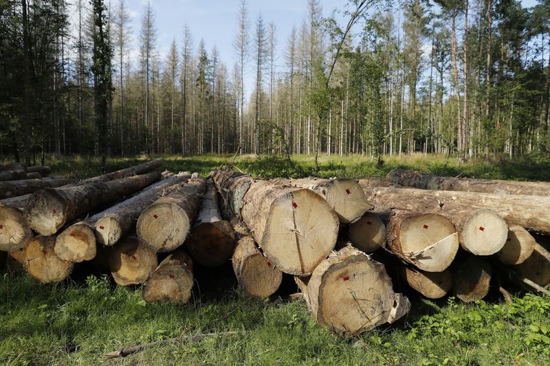 © Reuters. FILE PHOTO: Logged trees are seen after logging at one of the last primeval forests in Europe, Bialowieza forest, Poland August 29, 2017. REUTERS/Kacper Pempel