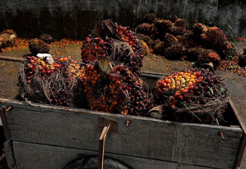 &copy; Reuters. FILE PHOTO: A view of a cart full with the fresh fruit bunches at a palm oil collection centre for smallholders in Banting, Selangor, Malaysia, June 10, 2022. Picture taken June 10, 2022. REUTERS/Hasnoor Hussain/File Photo
