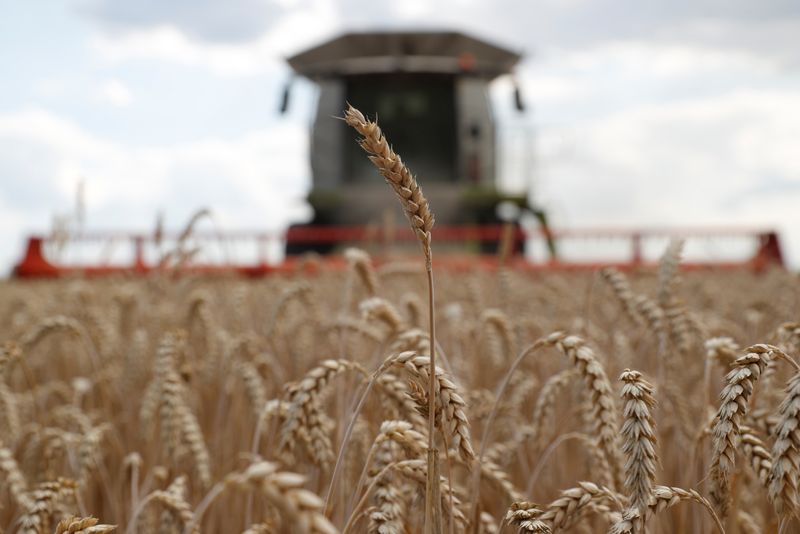 &copy; Reuters. Imagen de archivo de una segadora cosechando trigo en un campo cerca del pueblo de Hrebeni en la región de Kiev