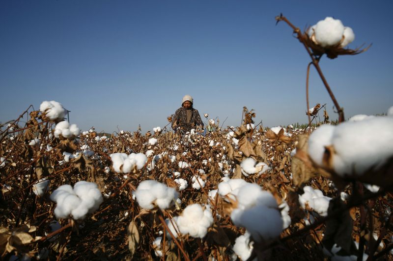 &copy; Reuters. Lavoura de algodão
3/11/2010.
REUTERS/Stringer